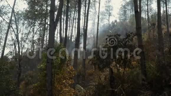 灰烬覆盖森林火灾后森林大火后烟雾从地面升起在大气中雾霾夏季天气炎热视频的预览图
