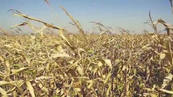 玉米地熟玉米慢莫视频的预览图