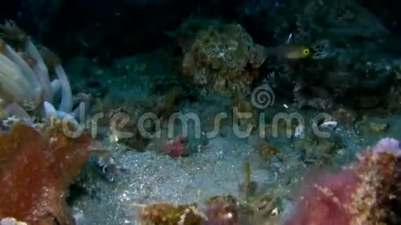 埃斯梅耶蝎子鱼莱诺皮亚斯梅耶里正在伦贝海峡的珊瑚中打猎视频的预览图