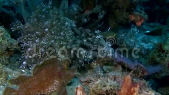 埃斯梅耶蝎子鱼莱诺皮亚斯梅耶里正在伦贝海峡的珊瑚中打猎视频的预览图