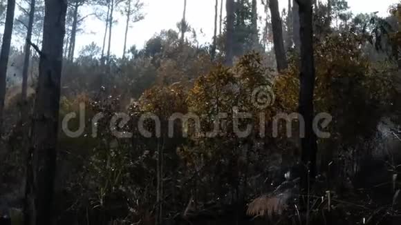 灰烬覆盖森林火灾后森林大火后烟雾从地面升起在大气中雾霾夏季天气炎热视频的预览图