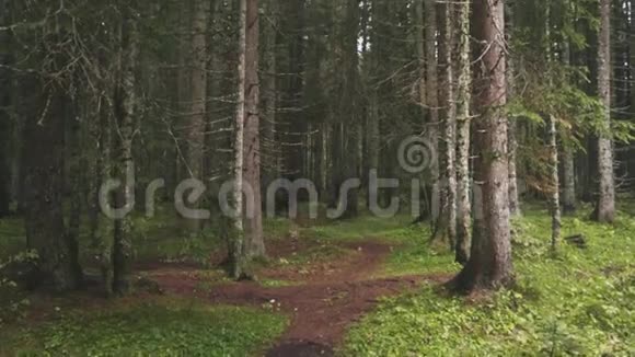 松绿的森林库存在松树的细树干中观赏森林穿过密集的小径视频的预览图