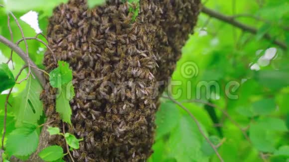 一群蜜蜂在树枝上创造一个新的蜂群4K视频的预览图