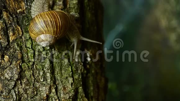 钉在树上的野生动物蜗牛在森林里的一棵树上9视频的预览图