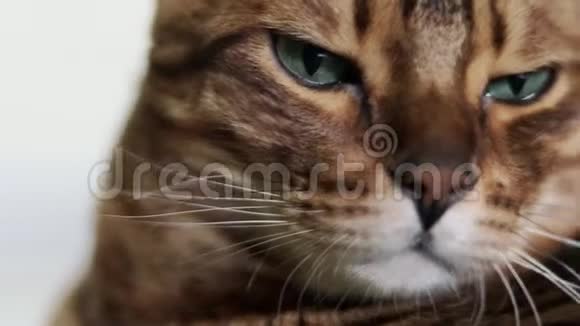 一只美丽的棕色纯种孟加拉猫的特写肖像眼睛是绿色的视频的预览图