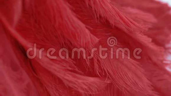 观红鸵鸟羽毛视频的预览图