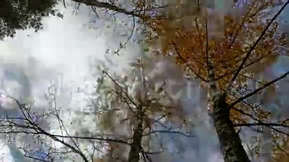 火焰中的桦树视频的预览图