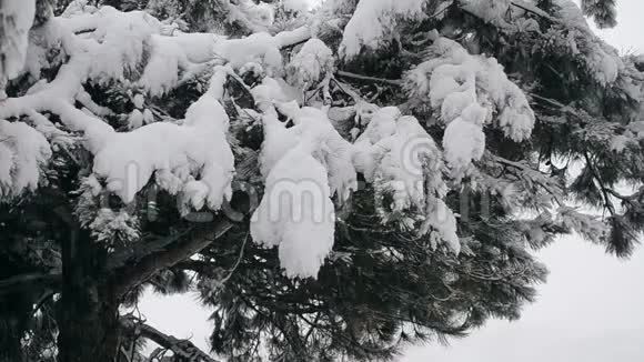 冬天大雪覆盖的松枝视频的预览图