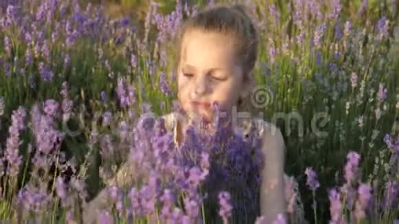 迷人的小女孩用薰衣草的花朵拥抱灌木在温暖的夏日夕阳下吸入花香视频的预览图