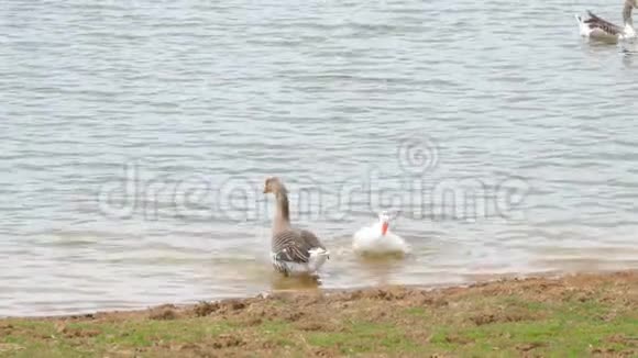 两只在池塘上的家鹅视频的预览图