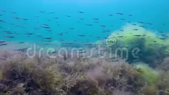 鱼群在杂草丛生的巨石水下动植物海洋上移动视频的预览图