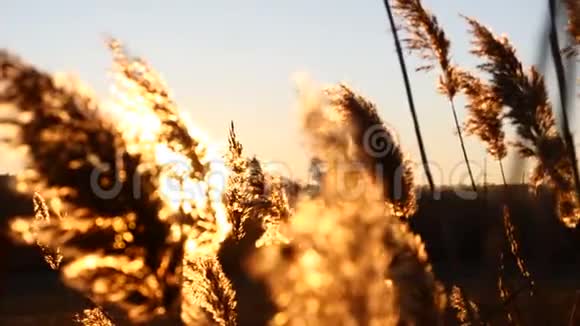 在美丽的夕阳下合上黄色的植物草在风中移动4k视频的预览图