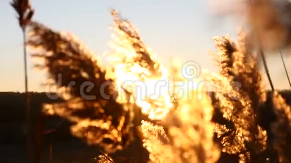 在金色的夕阳下美丽的黄草在广阔茂密的农田里4k视频的预览图
