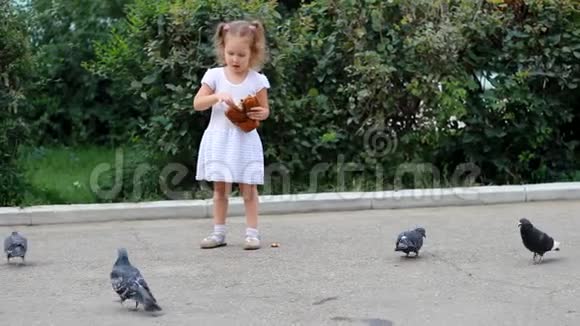 小女孩在公园里喂鸽子吃面包视频的预览图