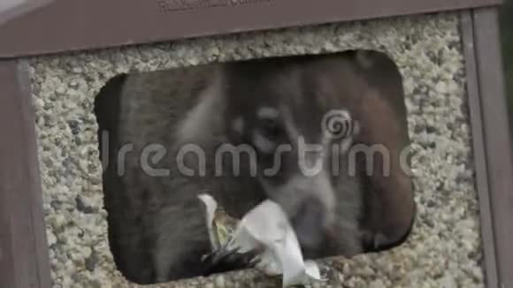 野生哥斯达黎加浣熊觅食垃圾桶作为食物视频的预览图