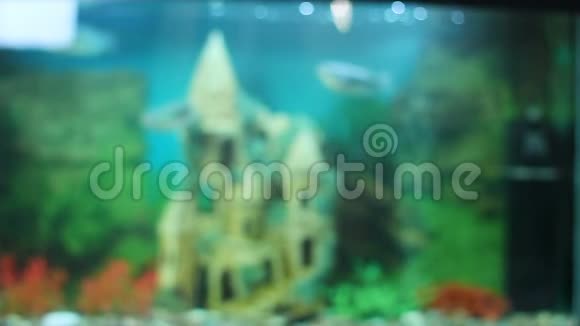 有水下城堡的水族馆里游泳的美丽鱼类休闲的爱好视频的预览图