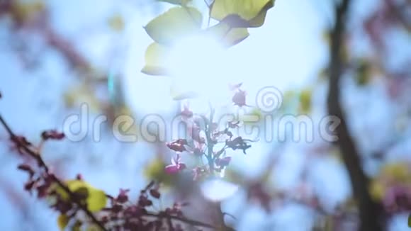 蜜蜂从开花的树上采集花蜜授粉生命在春天苏醒视频的预览图