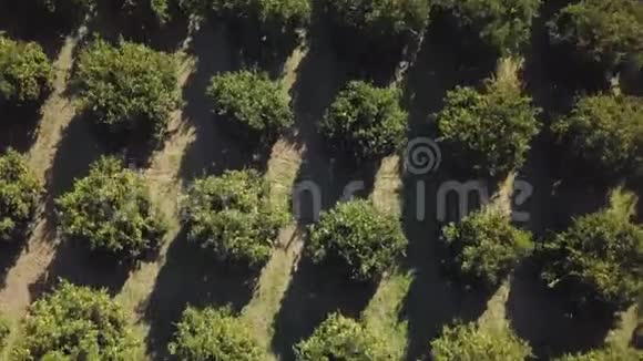 春天一片橙色树林的空中镜头视频的预览图