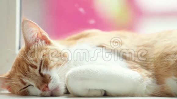 快乐的红猫小猫睡在白色的窗台上特写动态的场景视频的预览图