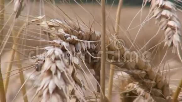 小麦背景视频的预览图