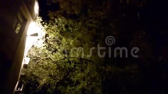 夜晚树在建筑物附近的风中灯的背光视频的预览图