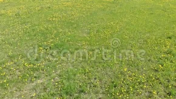 开着花的黄色草地空中摄影从上面看视频的预览图