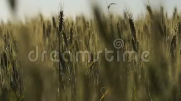 出口有机小麦育种国家农业产业肥沃土地视频的预览图