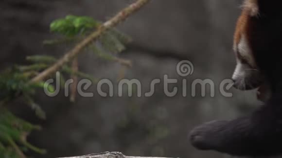 小熊猫AilurusFulgens在树枝上亚洲濒危动物视频的预览图