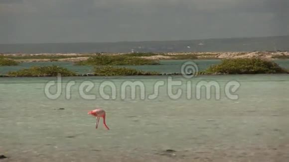 火烈鸟在博内尔岛视频的预览图