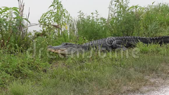 美洲鳄鱼在湖边休息视频的预览图