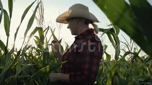 一个女农民手里拿着一块石碑在玉米地里农夫检查玉米并记录结果视频的预览图