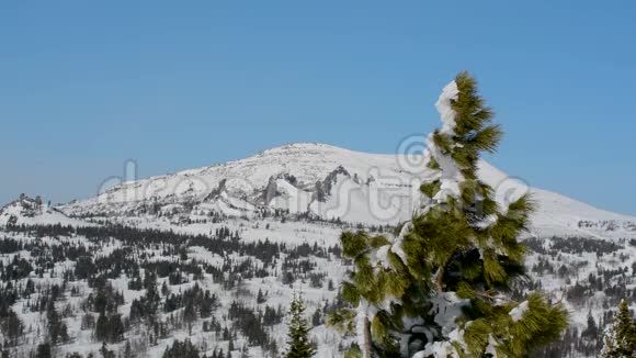 冬天针叶树的顶端迎风摇曳顶着天空和地平线以外的群山视频的预览图