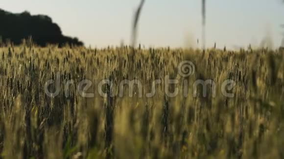 绿色麦田冬季作物种植农业商业国家财富视频的预览图