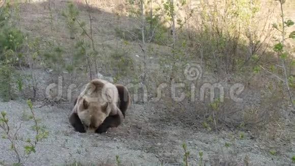 尤肯岛上一只漂亮的灰熊视频的预览图
