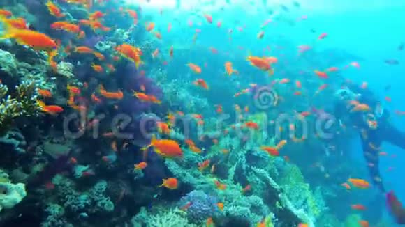 潜水员摄影师在珊瑚礁边游泳在埃及红海潜水视频的预览图