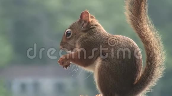 红松鼠在野外坐着吃东西视频的预览图
