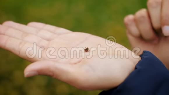 瓢虫在雌性手掌特写上爬行昆虫从女孩的手飞起来4k慢动作60fps视频的预览图