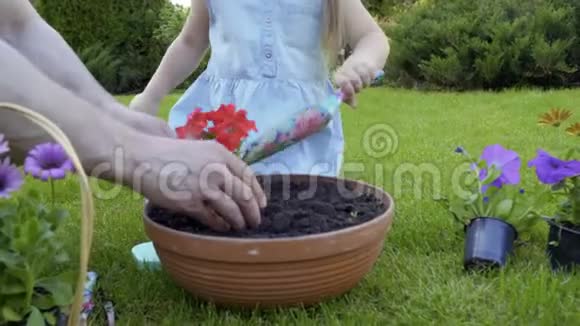 爸爸和小女儿一起把花重新放进泥盆里视频的预览图