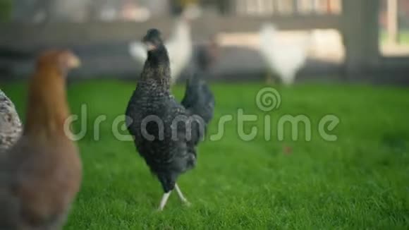 草地农场的母鸡和小鸡视频的预览图