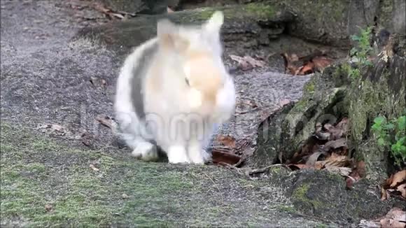 复活节兔子兔子视频的预览图