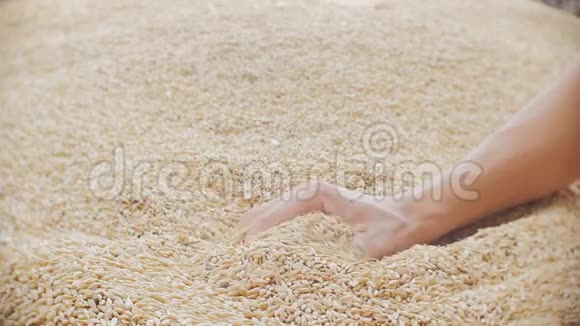 箴2429人的拳头大麦在一堆谷中叫醒视频的预览图