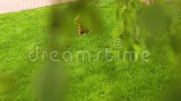达赫尚在草坪上吃东西舔着在绿油油的草坪上视频的预览图