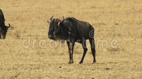 王尔德贝斯特在肯尼亚的马赛马拉游戏保护区放牧视频的预览图