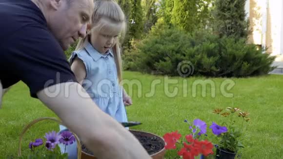 父亲带着小女儿把花再植到泥盆里视频的预览图