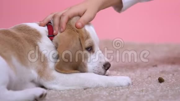 手抚摸小狗无家可归的动物收养关心和善良视频的预览图