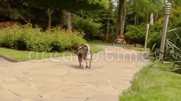 一只斑斑的小狗站在铺路石上瞬间的幸福家庭气氛视频的预览图