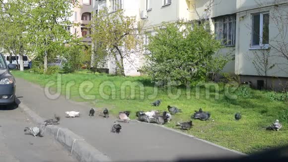 许多鸽子在城市里觅食视频的预览图