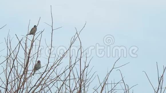 麻雀坐在光秃秃的树枝上视频的预览图