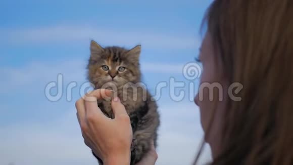 年轻的女人和她的小猫玩耍人与动物的关系视频的预览图
