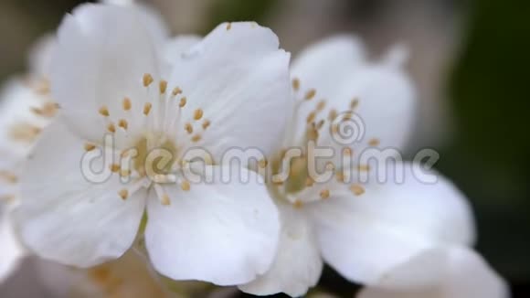 菲拉德尔菲斯科隆格白色的茉莉花在风中摇曳视频的预览图